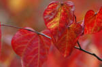 Cercis foliage